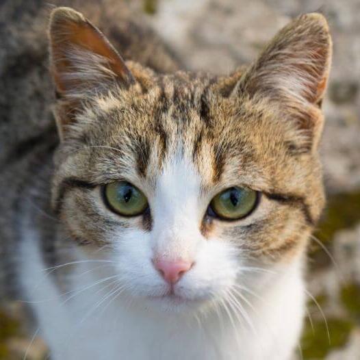 American wirehair sales